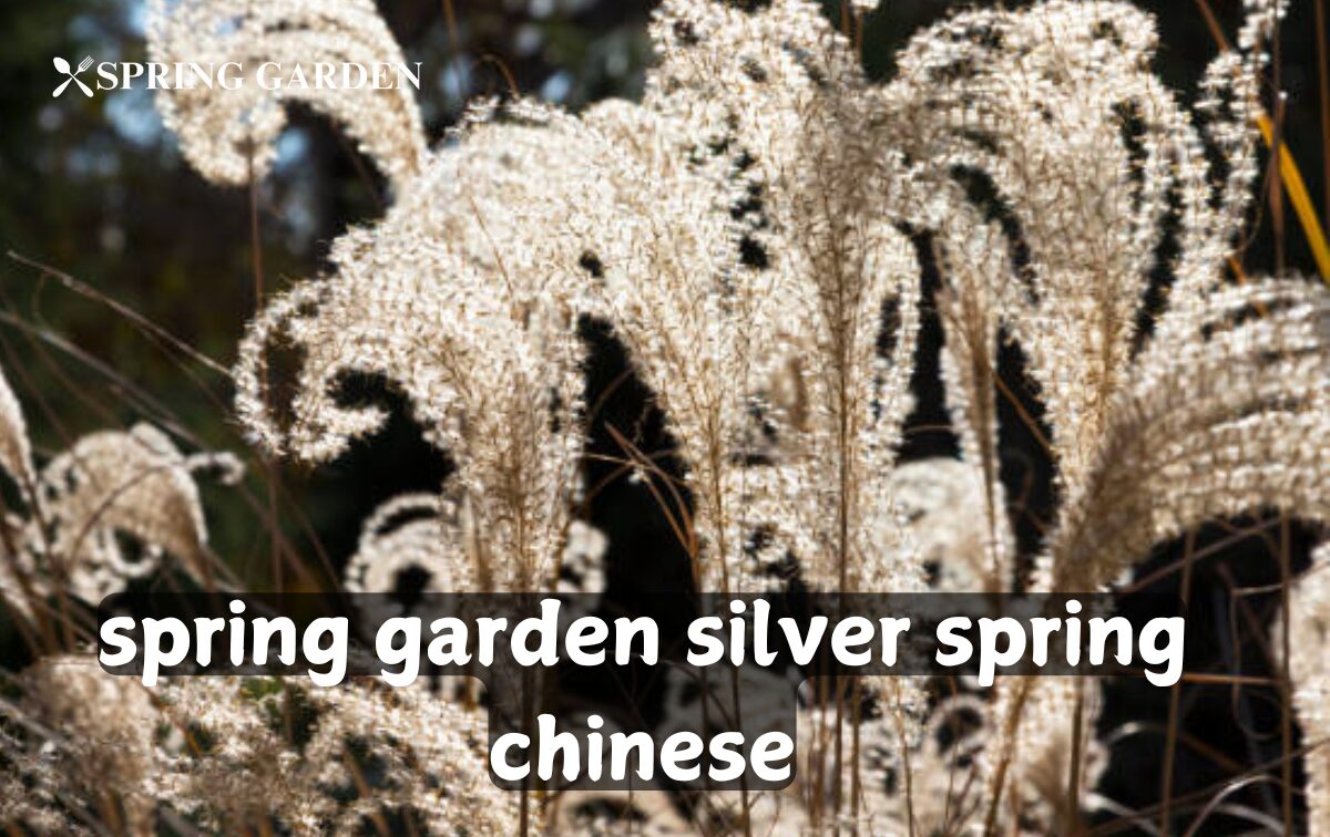 spring garden silver spring chinese