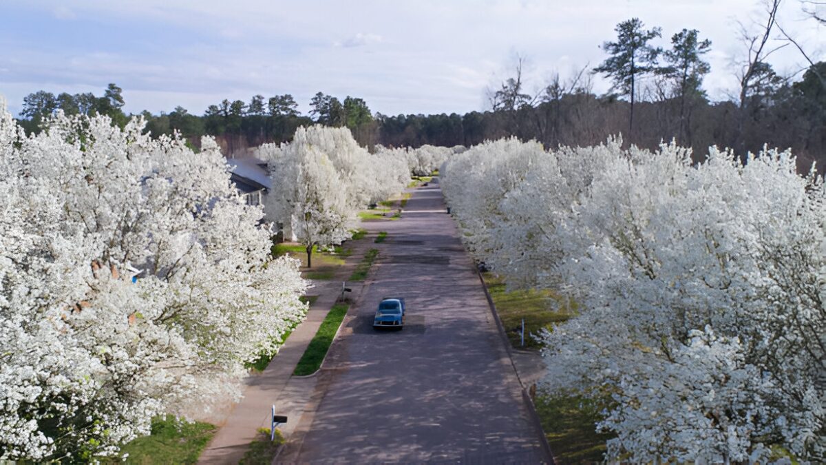 spring garden restaurant greensboro nc