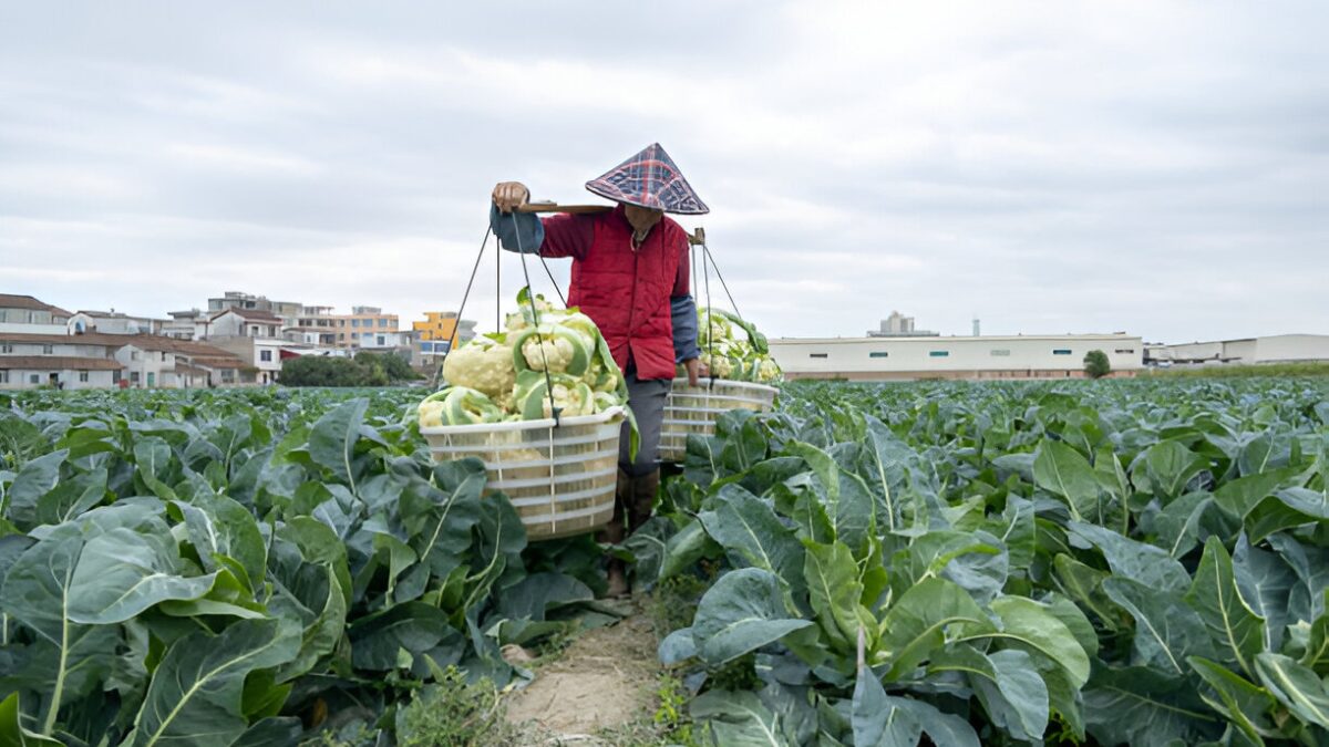 Chinese Vegetable Gardening