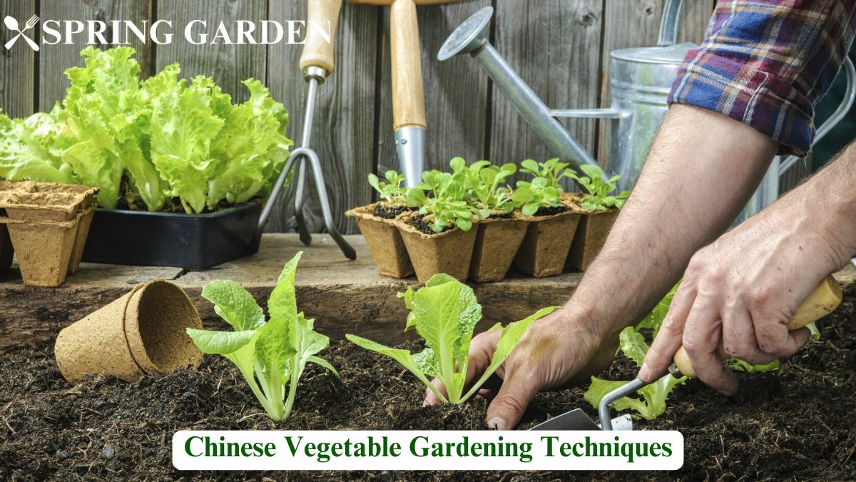 Chinese Vegetable Gardening Techniques