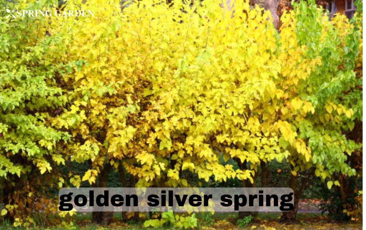 golden silver spring
