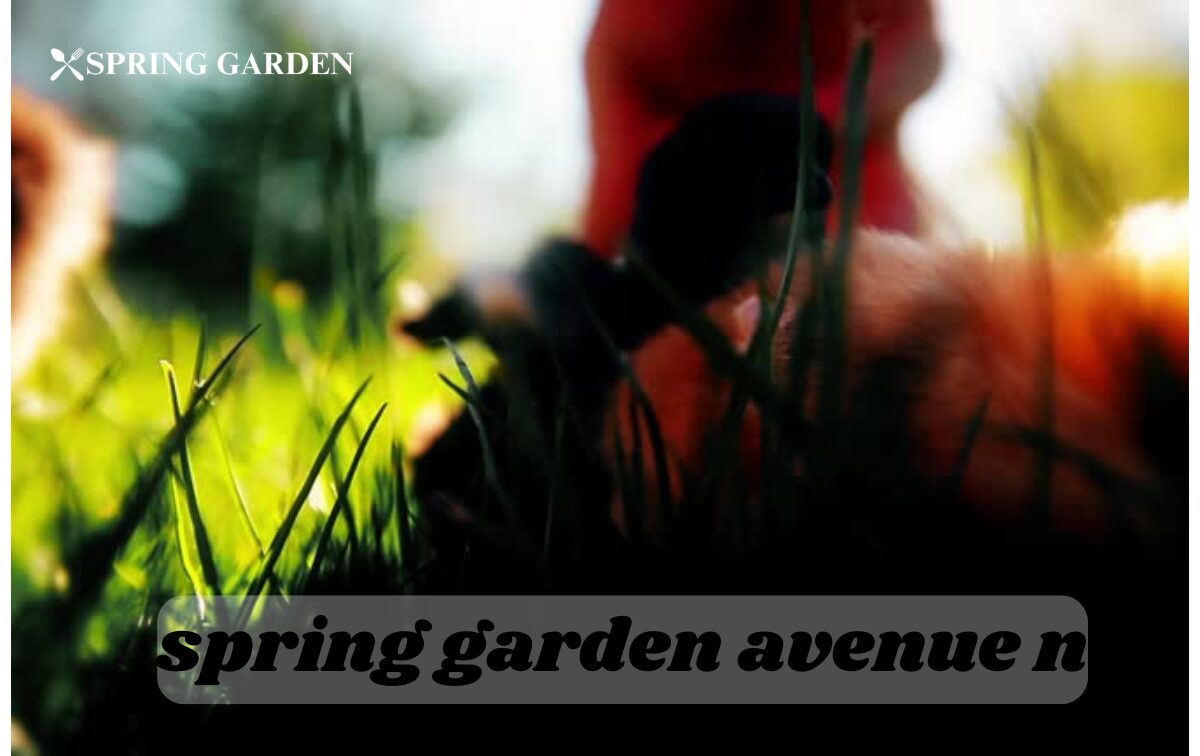 spring garden avenue n