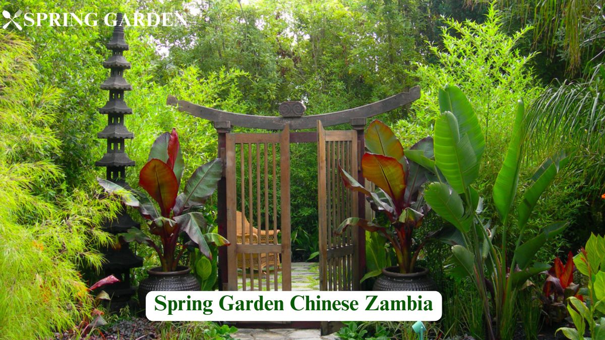 spring garden chinese zambia