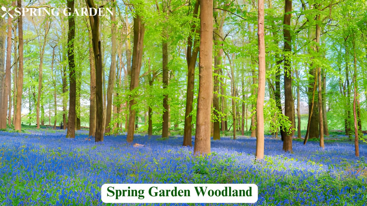 spring garden woodland
