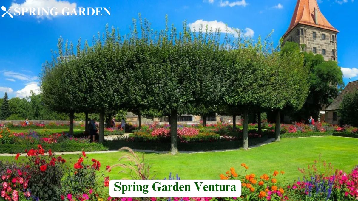 Spring Garden Ventura