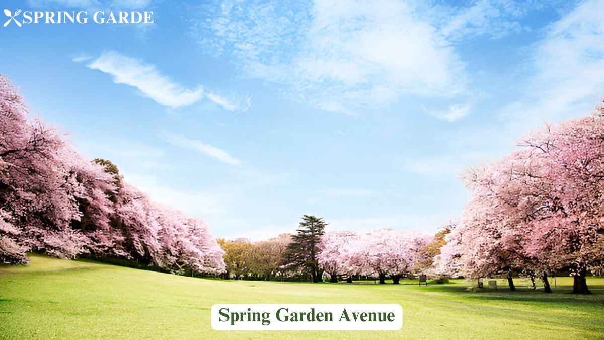 spring garden avenue